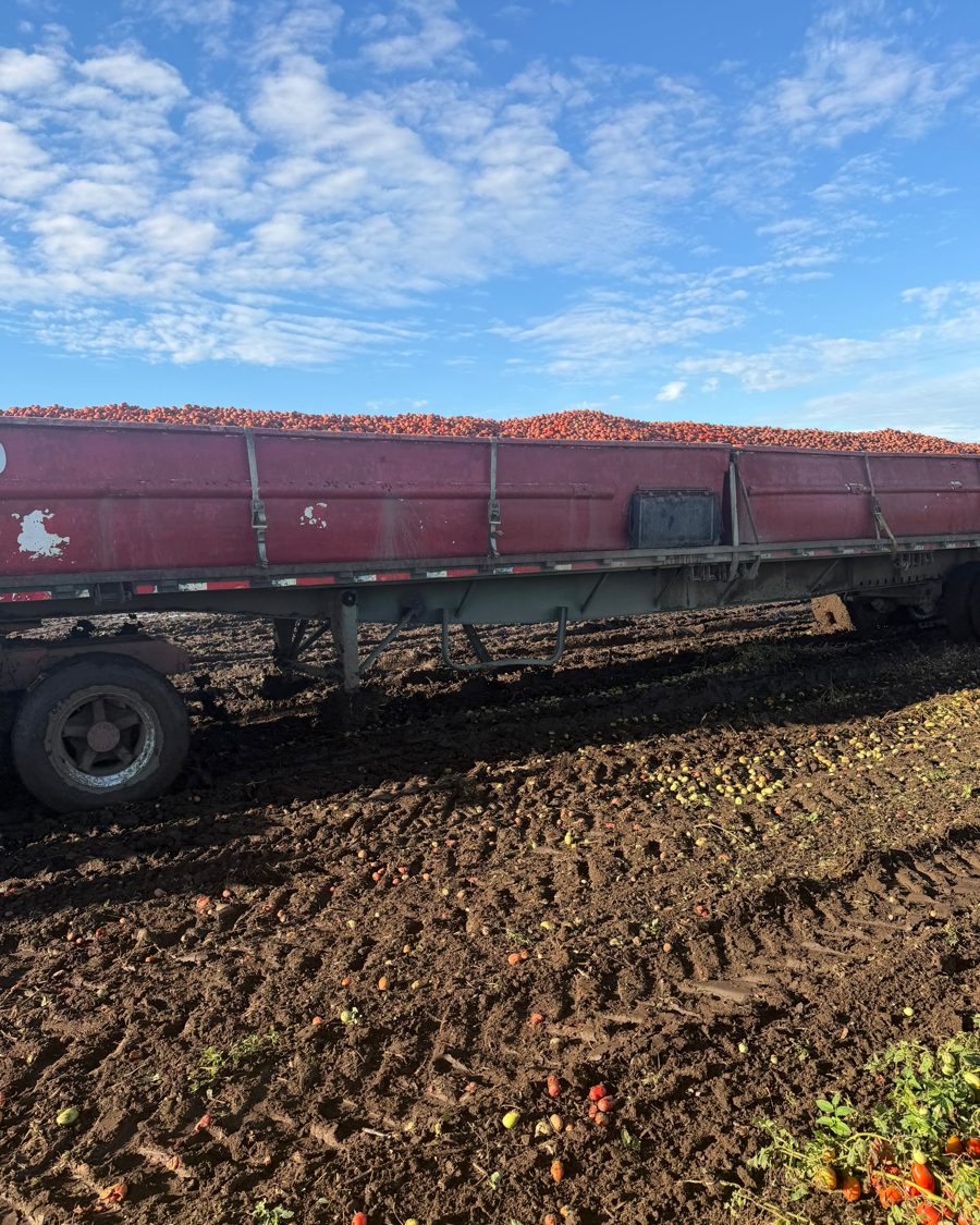 Trailer loaded with tomatoes
